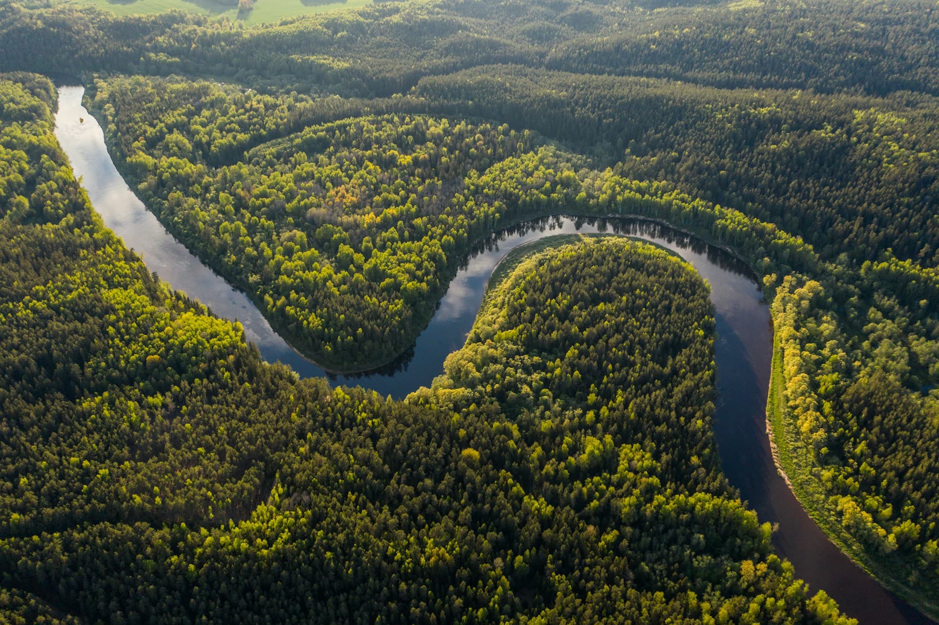 Amazonian forest